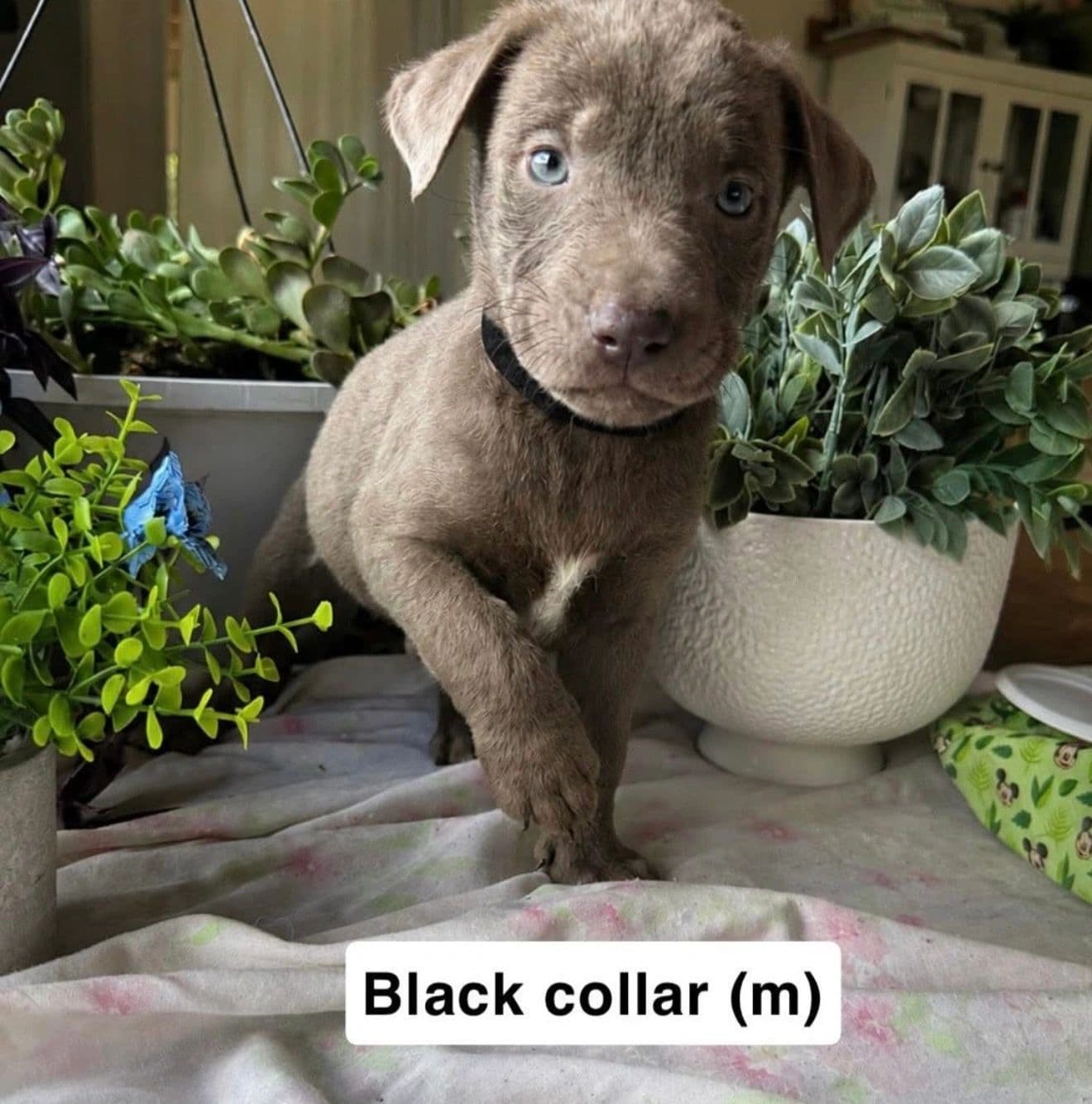 Black Collar - Mixed Breed available for adoption at Northern Transitional Dog Rescue in Dorintosh