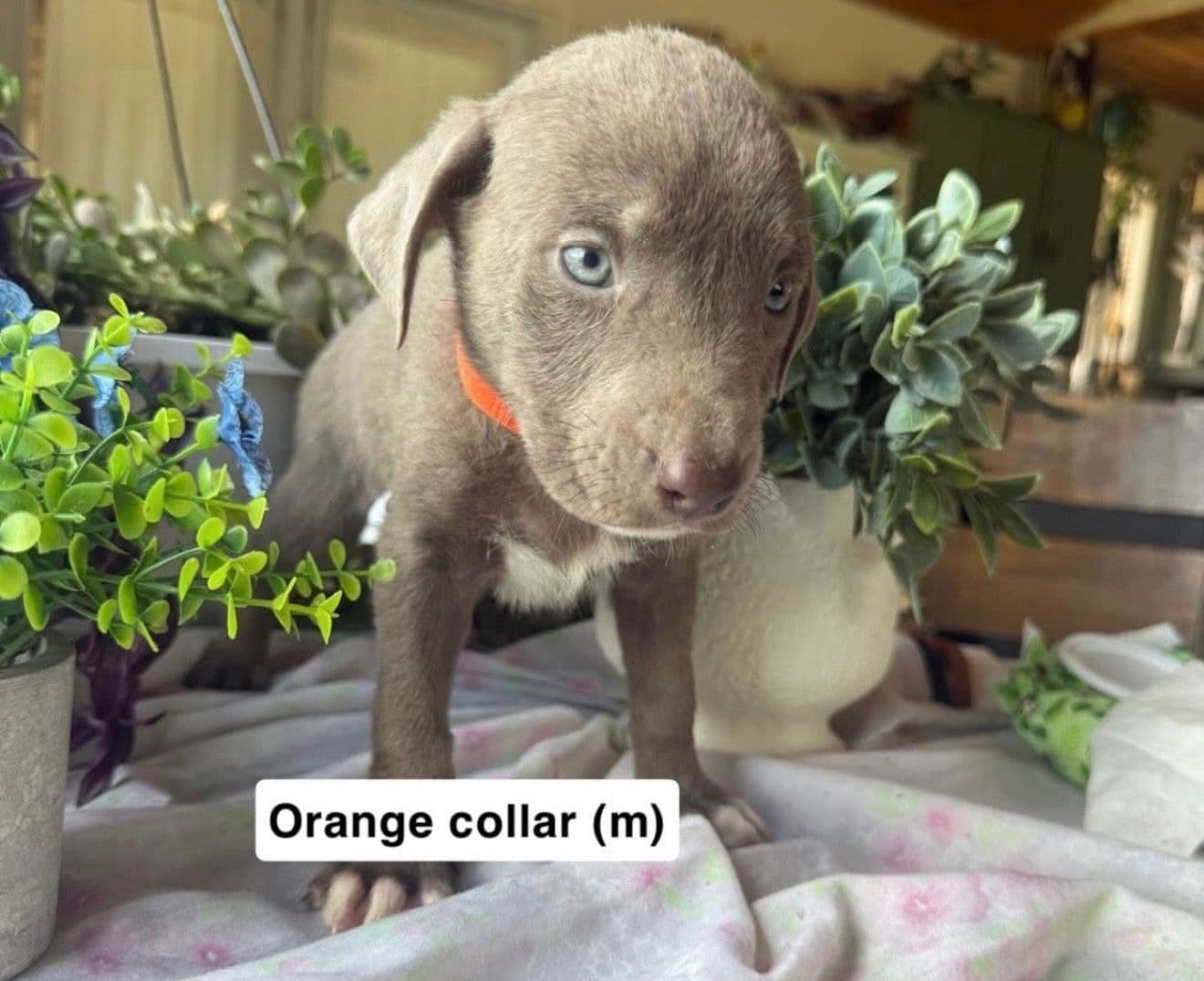 Orange Collar - Mixed Breed available for adoption at Northern Transitional Dog Rescue in Dorintosh