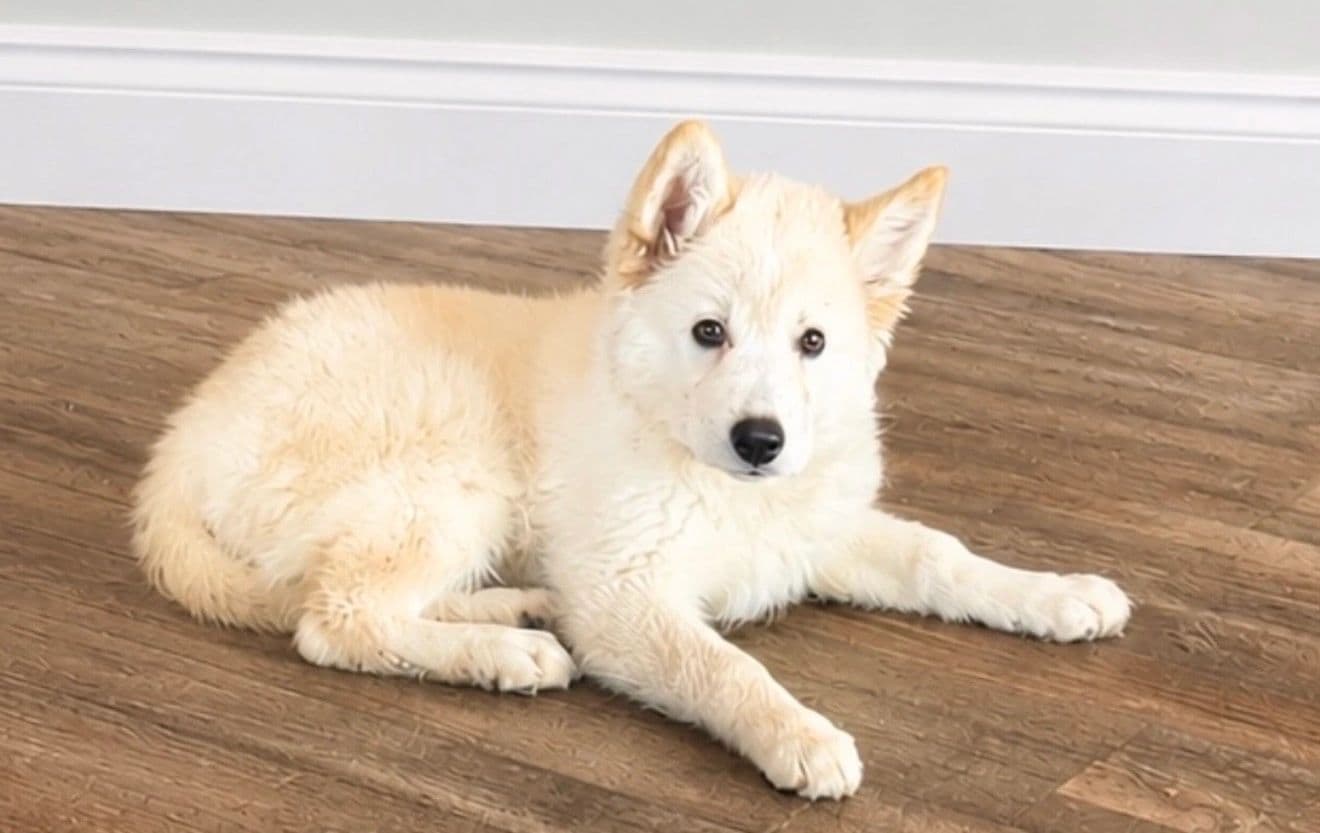 Logan - Mixed Breed available for adoption at Northern Transitional Dog Rescue in Dorintosh