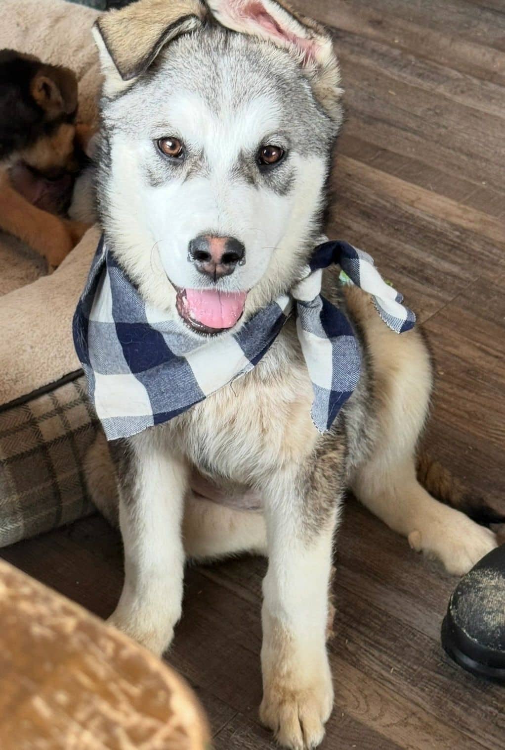Mellow - Mixed Breed available for adoption