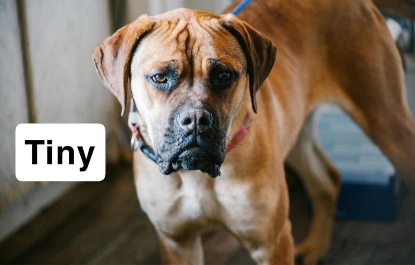 Tiny - Mastiff available for adoption