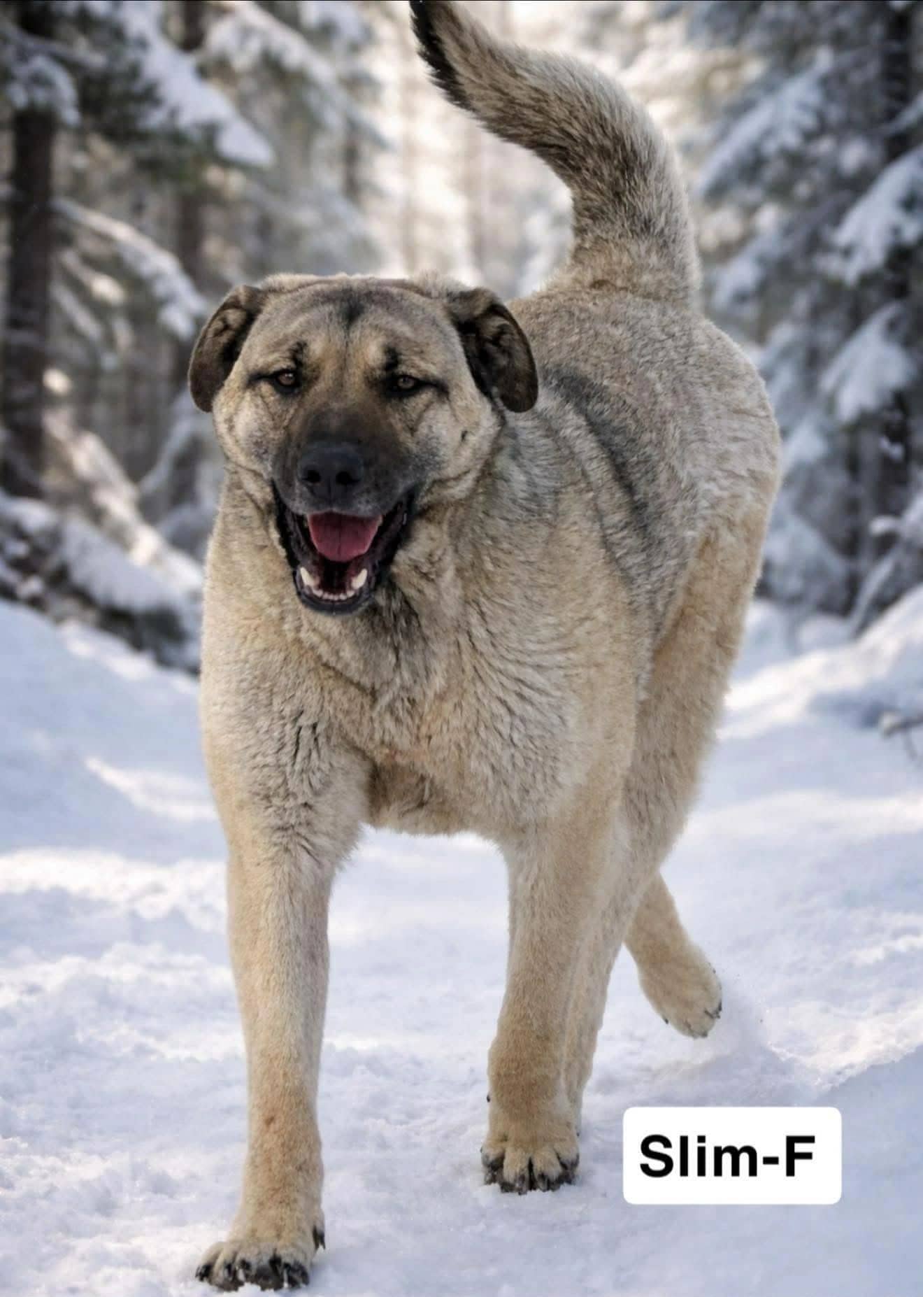 Slim - Kangal Mix available for adoption