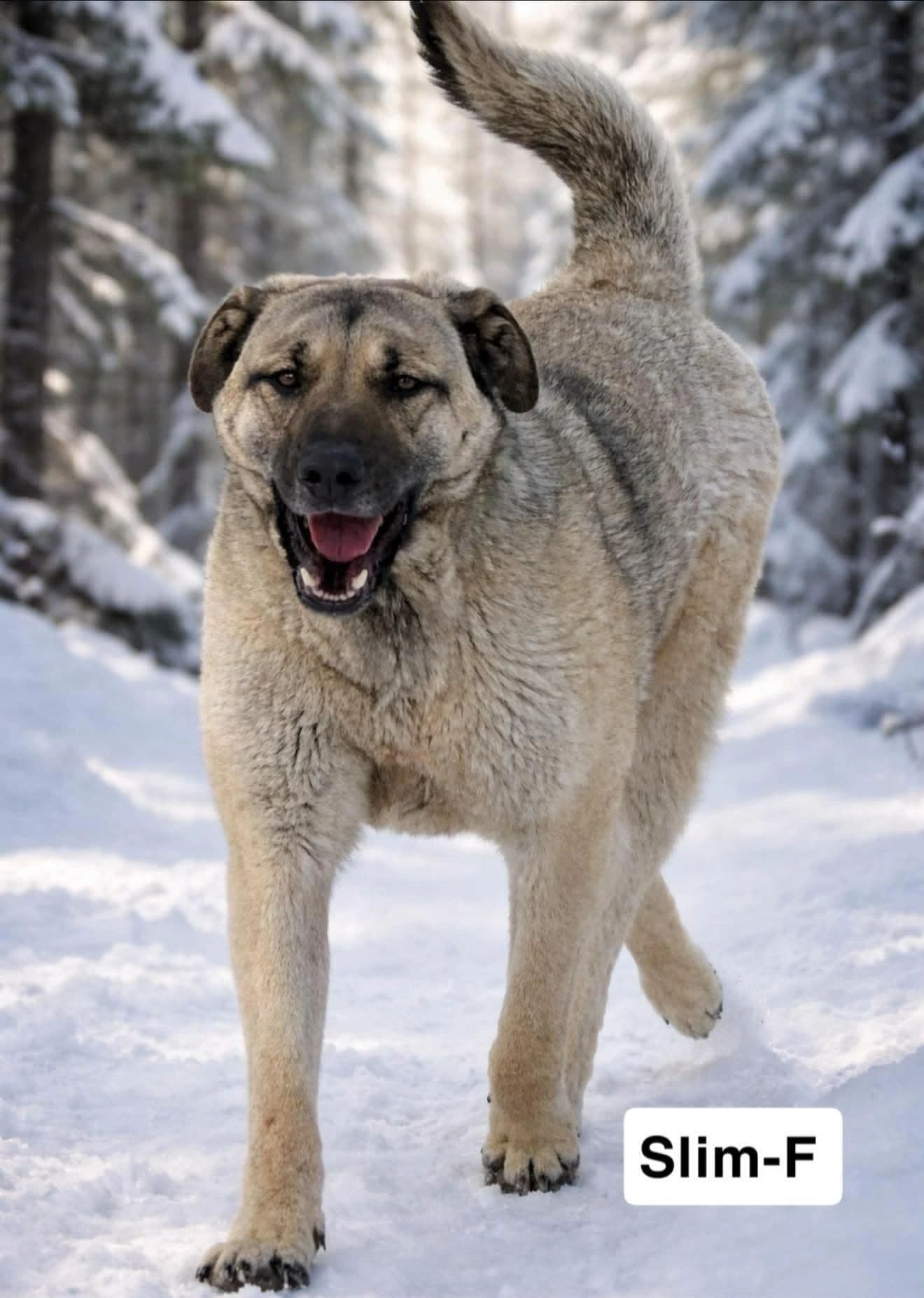 Slim - Kangal Mix available for adoption