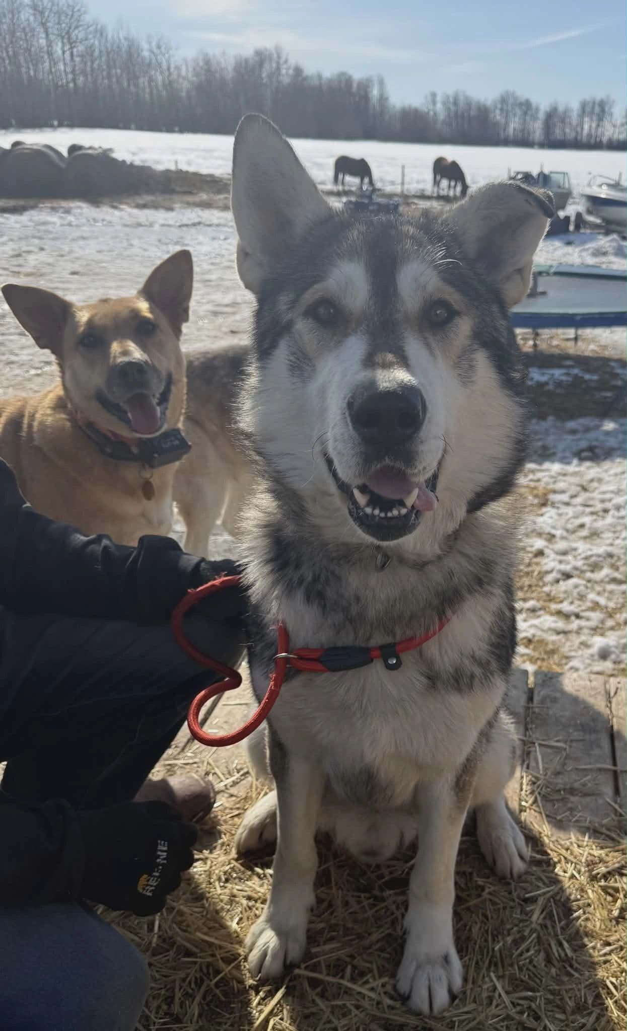 Everest - Husky available for adoption