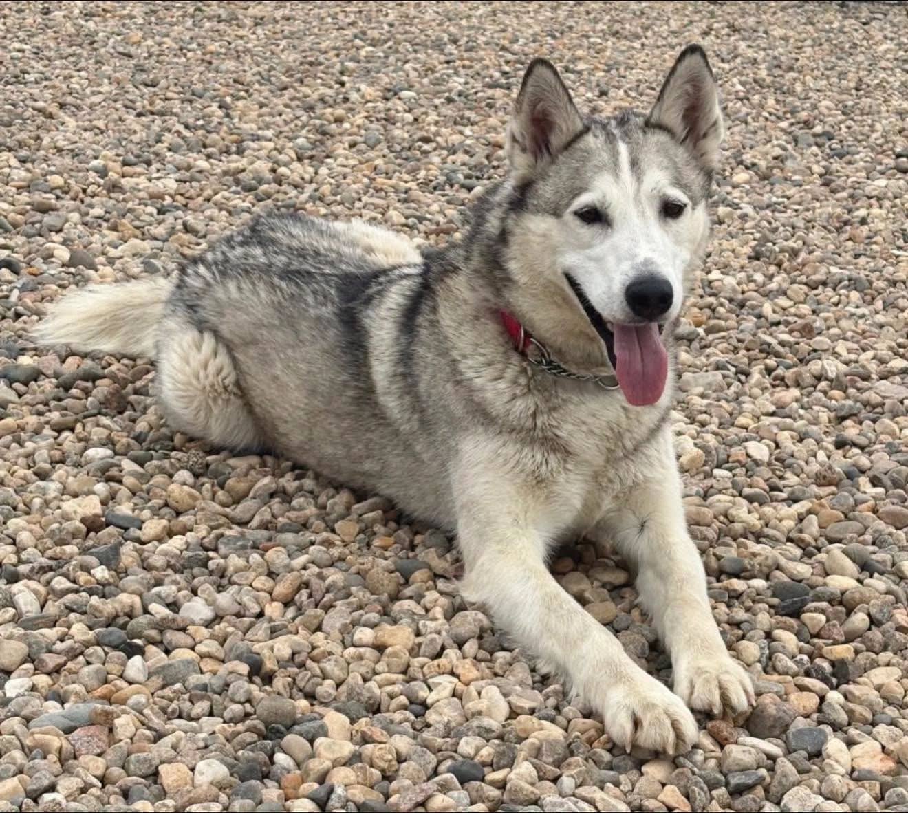 Odin - Odin- available for adoption