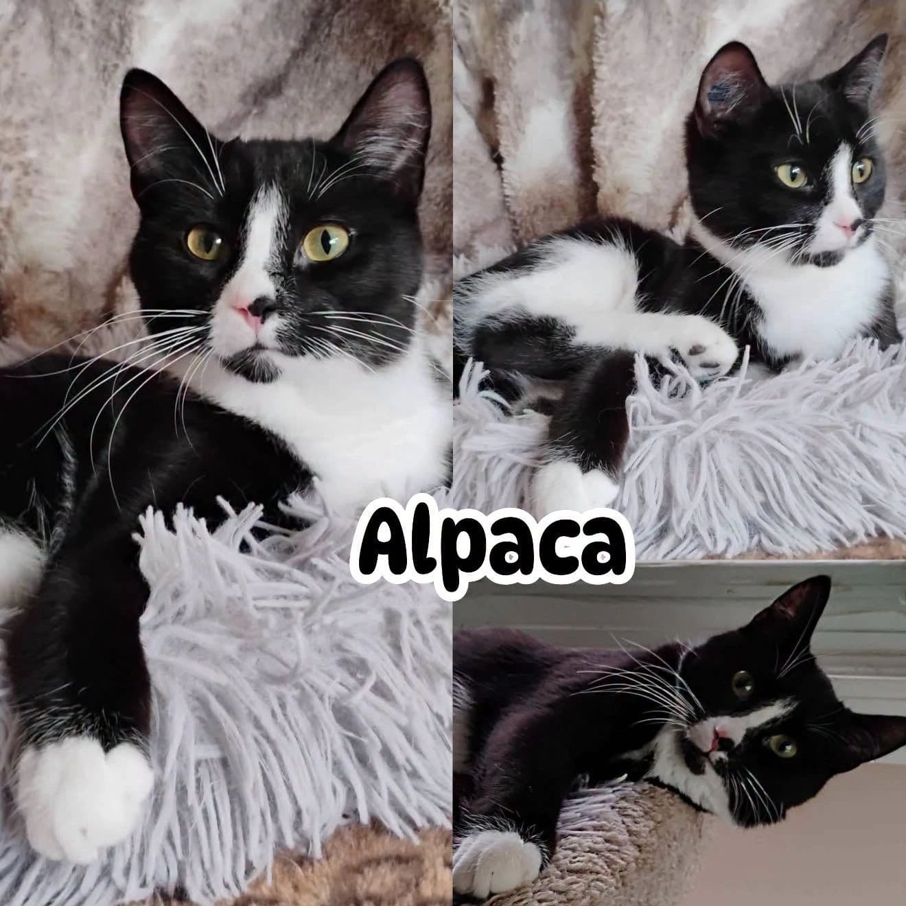 Alpaca - Domestic Short Hair available for adoption