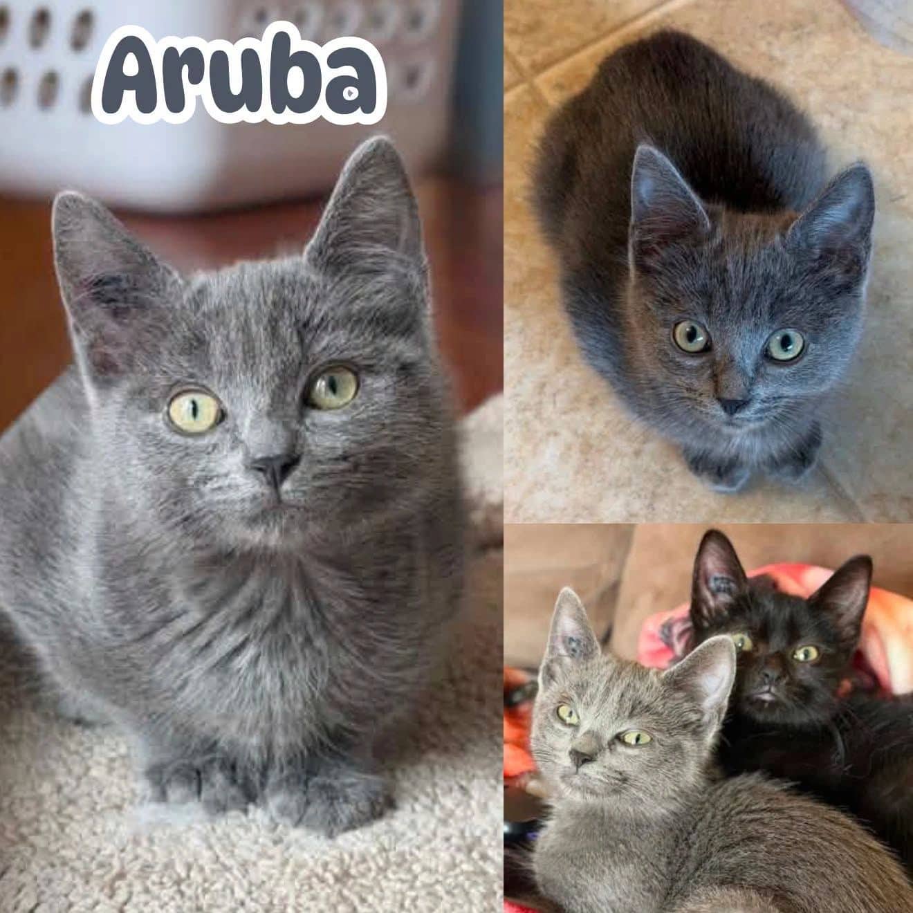 Aruba - Domestic Short Hair available for adoption