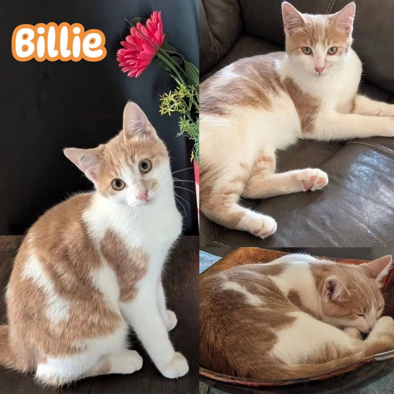 Billie - Domestic Short Hair available for adoption