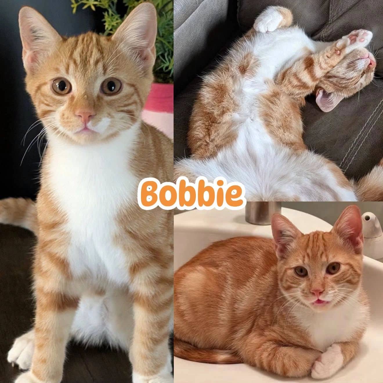 Bobbie - Domestic Short Hair available for adoption
