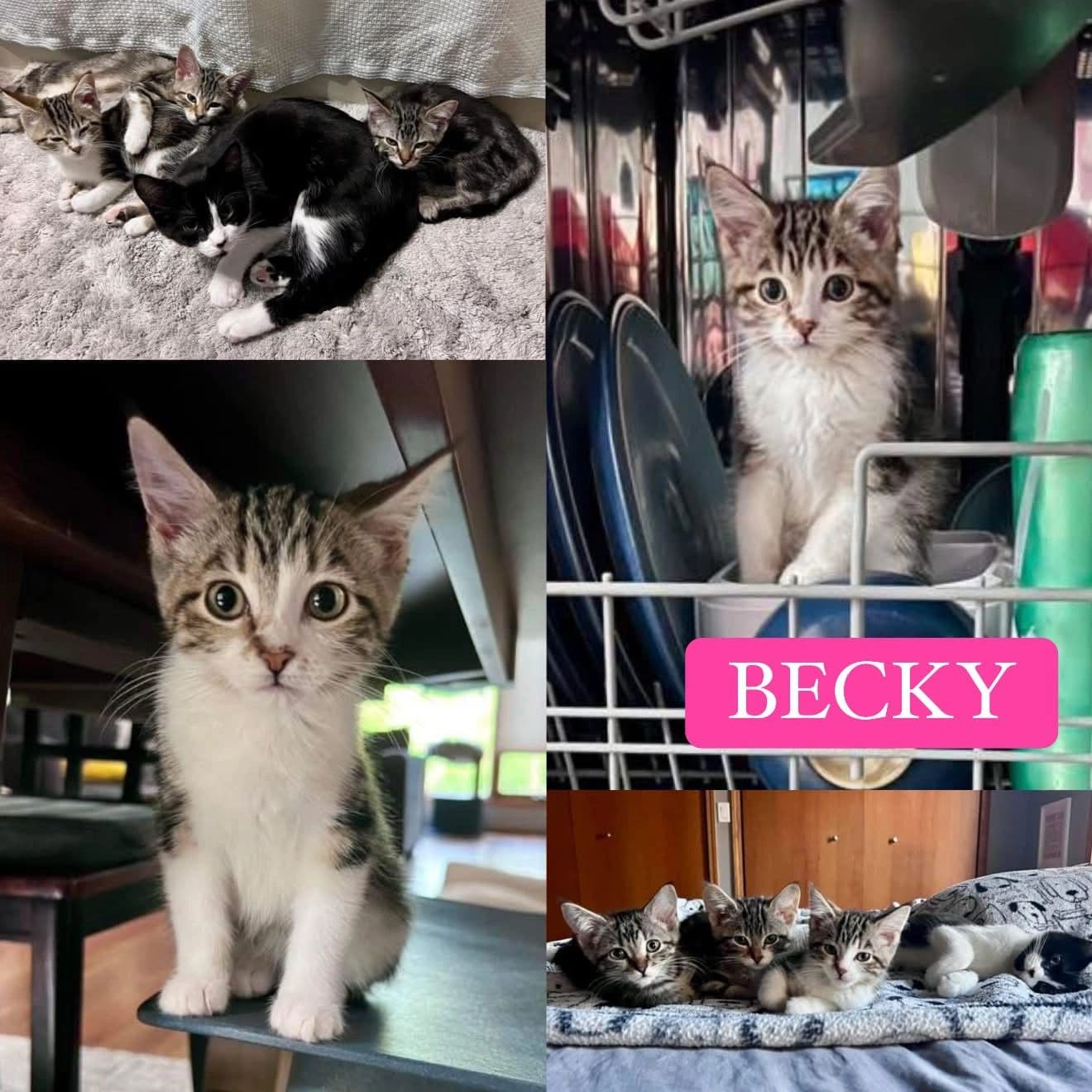 Becky - Domestic Short Hair cat available for adoption at Tails of Freedom Rescue in Winnipeg