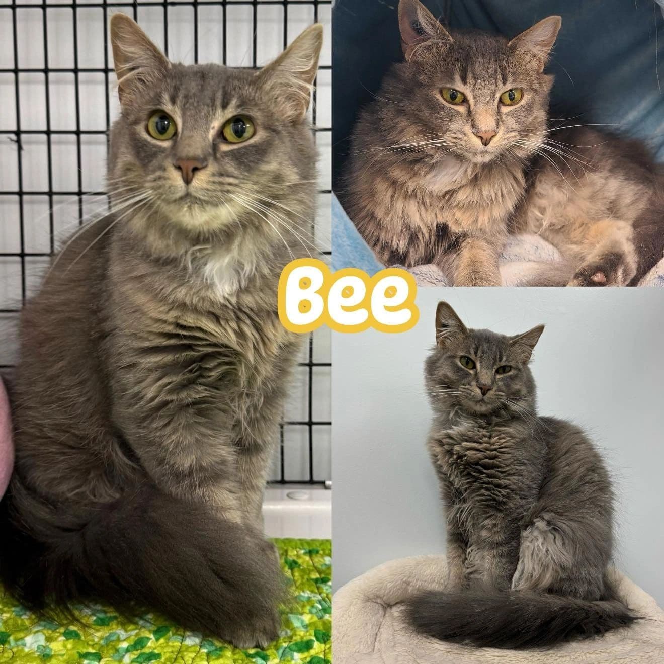 Bee - Domestic Short Hair available for adoption
