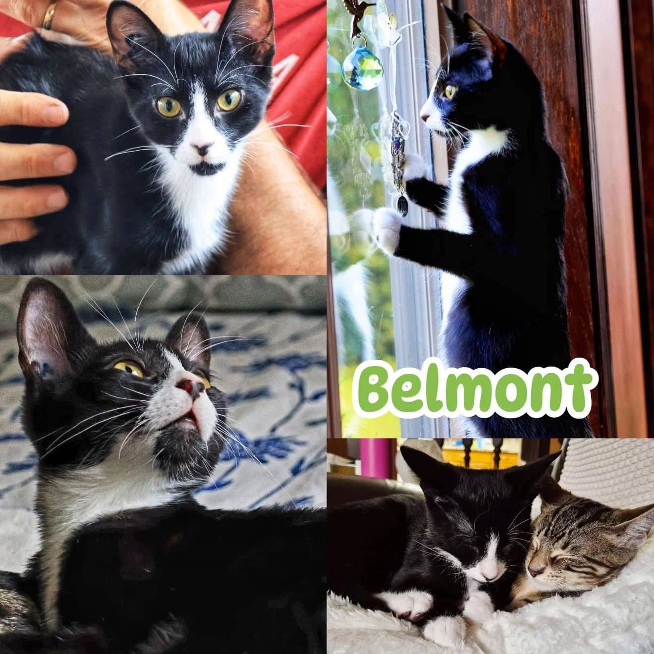 Belmont - Domestic Short Hair cat available for adoption at Tails of Freedom Rescue in Winnipeg