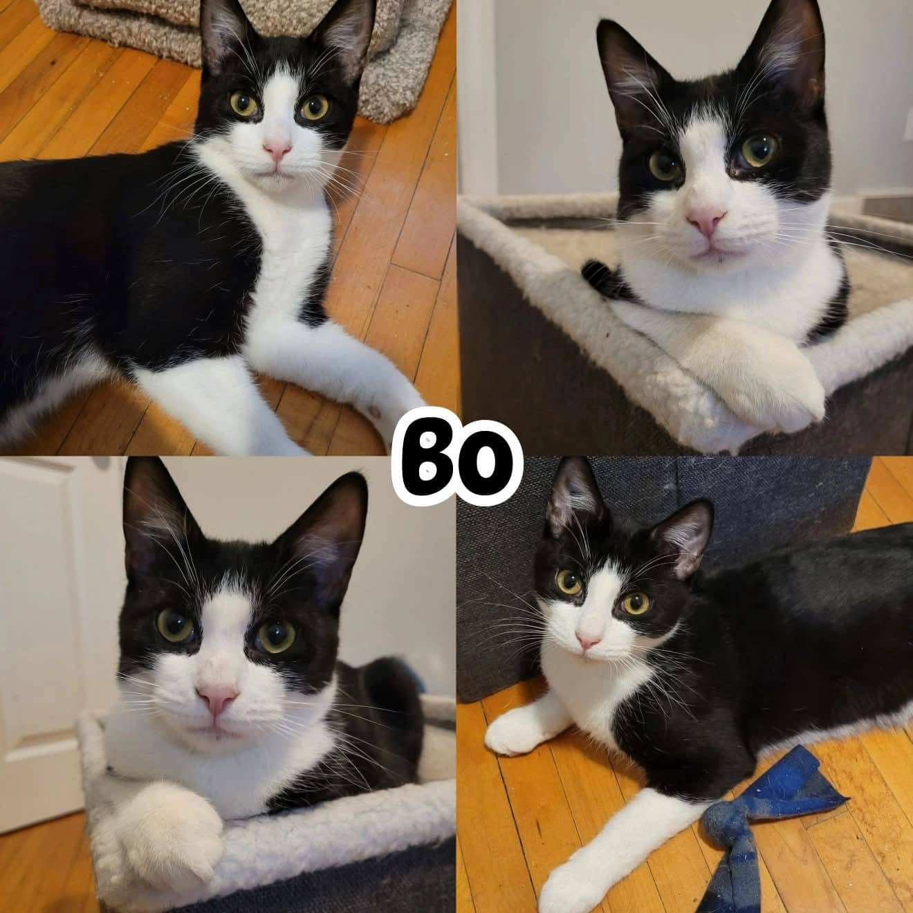 Bo In-Store Pet Valu Selkirk - Domestic Short Hair Loving available for adoption