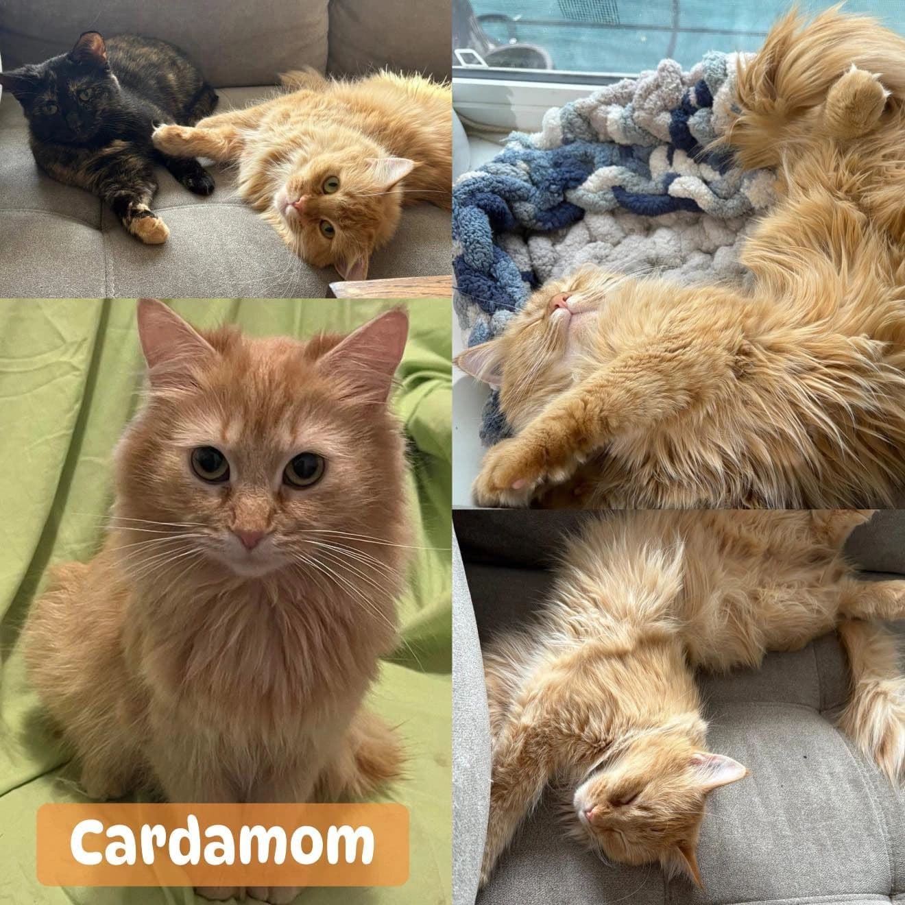Cardamom I Am A Kitty With A Medical Condition. Please Ready Fully & Seriously Consider My Requirements Before Submitting An Application For Me. - Domestic Long Hair cat available for adoption at Tails of Freedom Rescue in Winnipeg