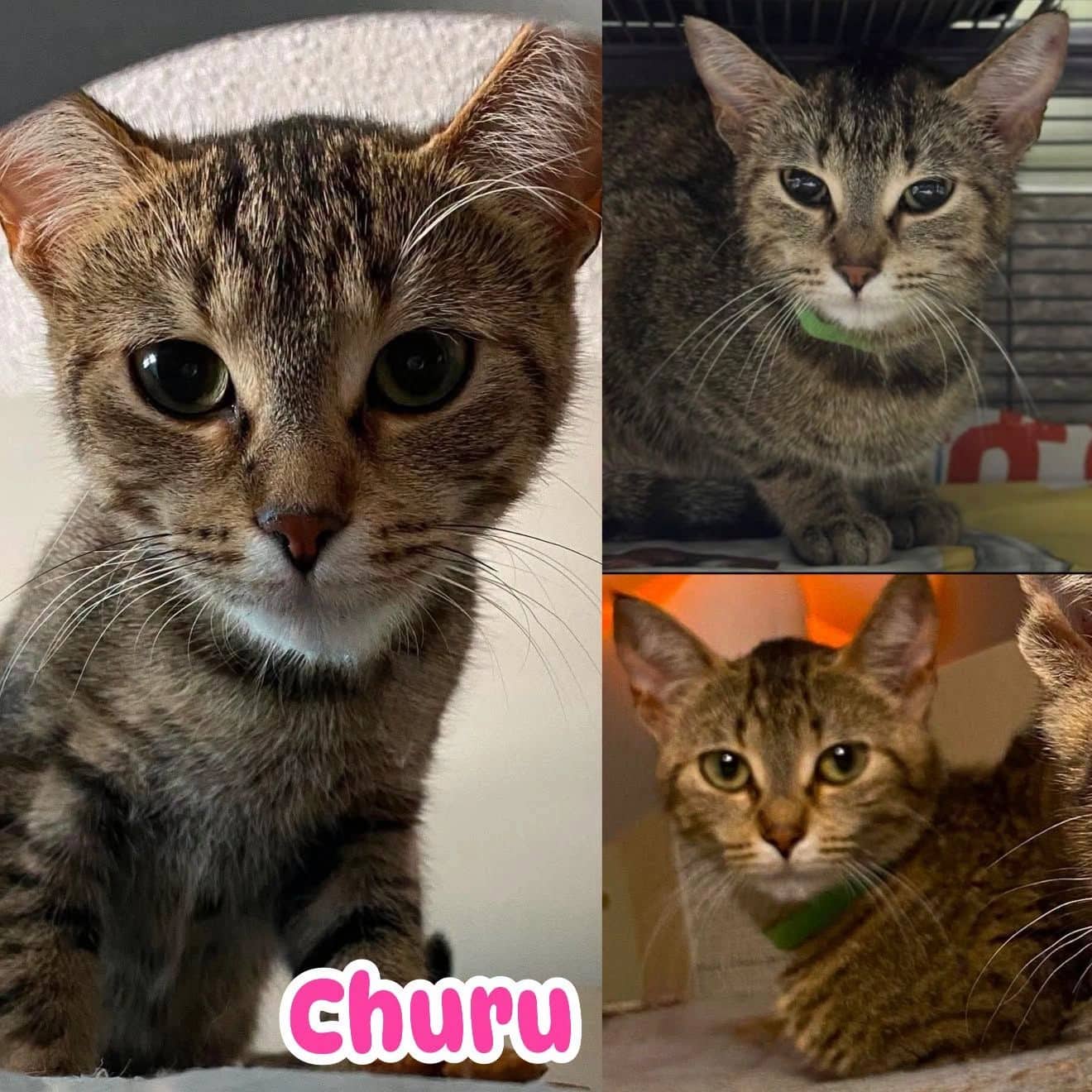 Churu - Domestic Short Hair available for adoption