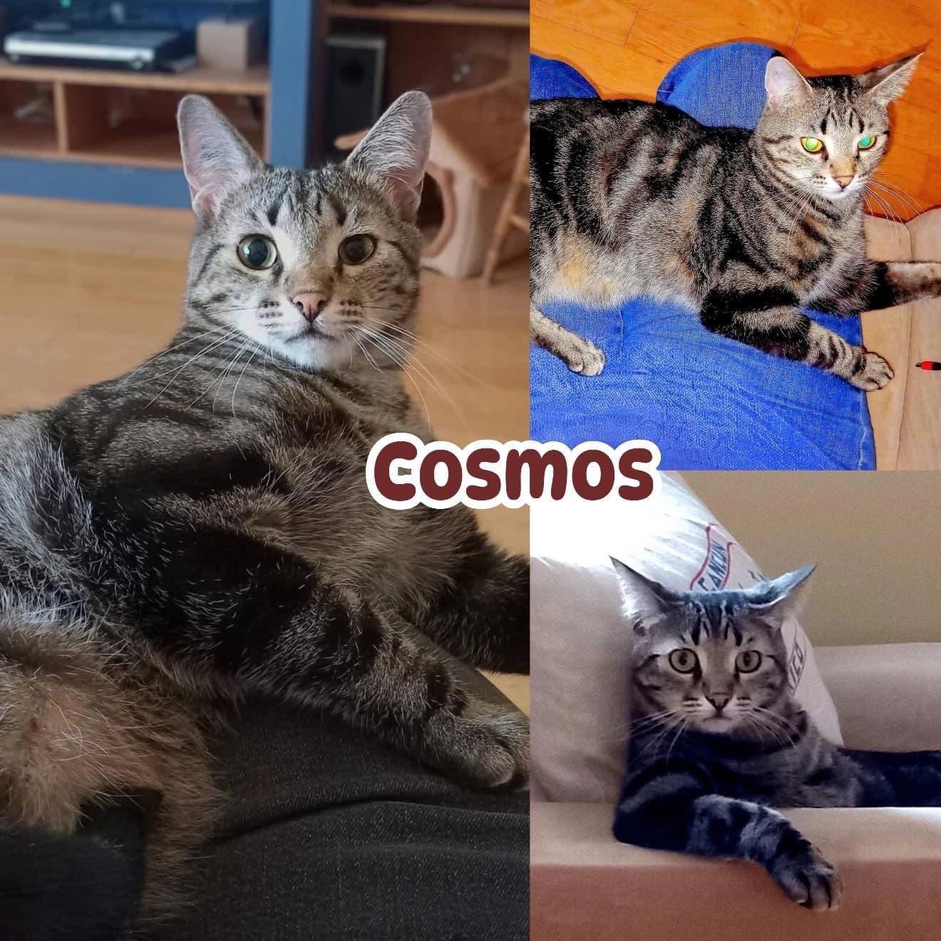 Cosmos - Domestic Short Hair Former Street Kid, Now Soft King cat available for adoption at Tails of Freedom Rescue in Winnipeg