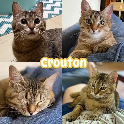 Crouton - Domestic Short Hair available for adoption