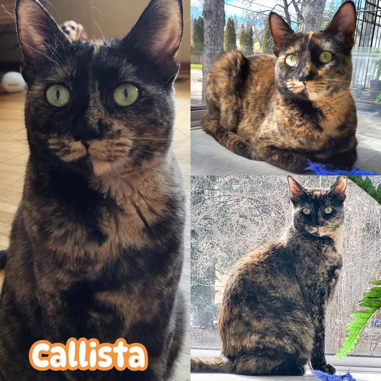 Callista - Domestic Short Hair available for adoption