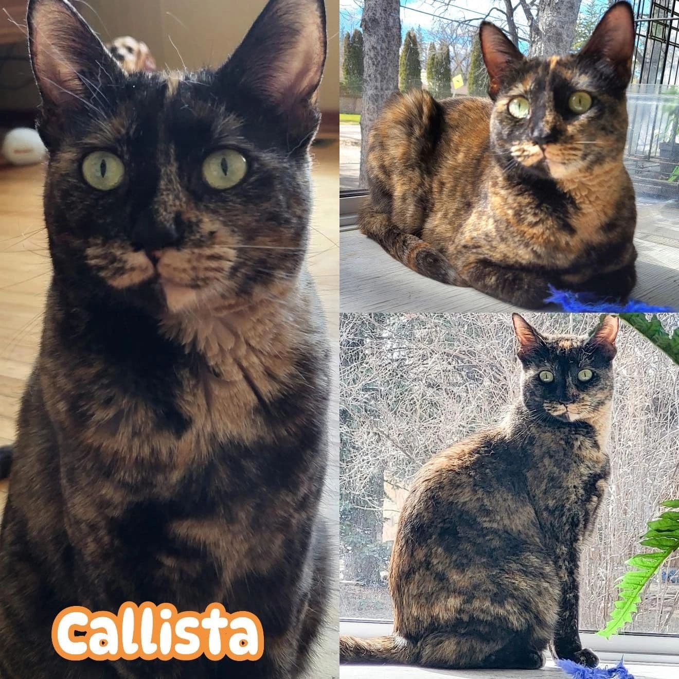 Callista - Domestic Short Hair cat available for adoption at Tails of Freedom Rescue in Winnipeg