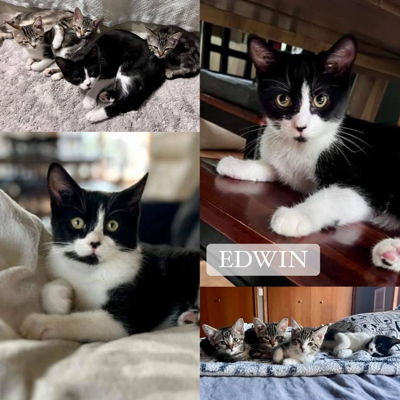 Edwin - Domestic Short Hair available for adoption