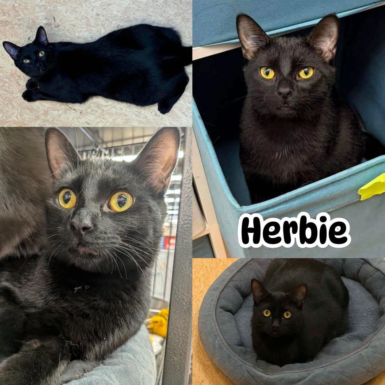 Herbie In-Store Pet Valu Reenders - Domestic Short Hair available for adoption
