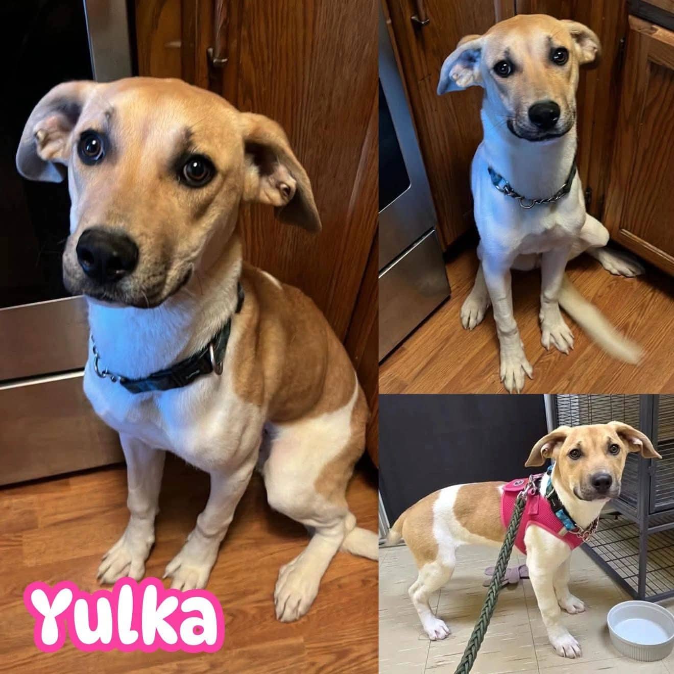 Yulka - Boxer/Staffy Cross available for adoption