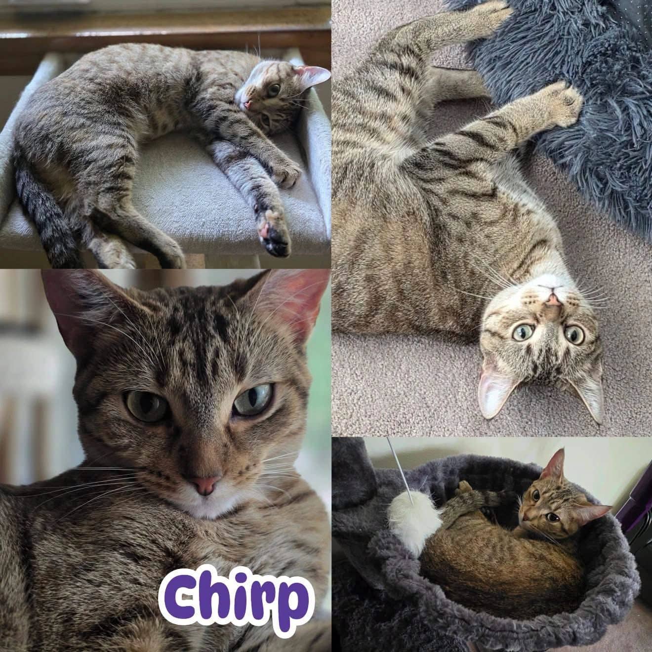 Chirp - Domestic Short Hair "Cheep cheep" is an affectionate, confident “ambassador cat” and a natural leader available for adoption
