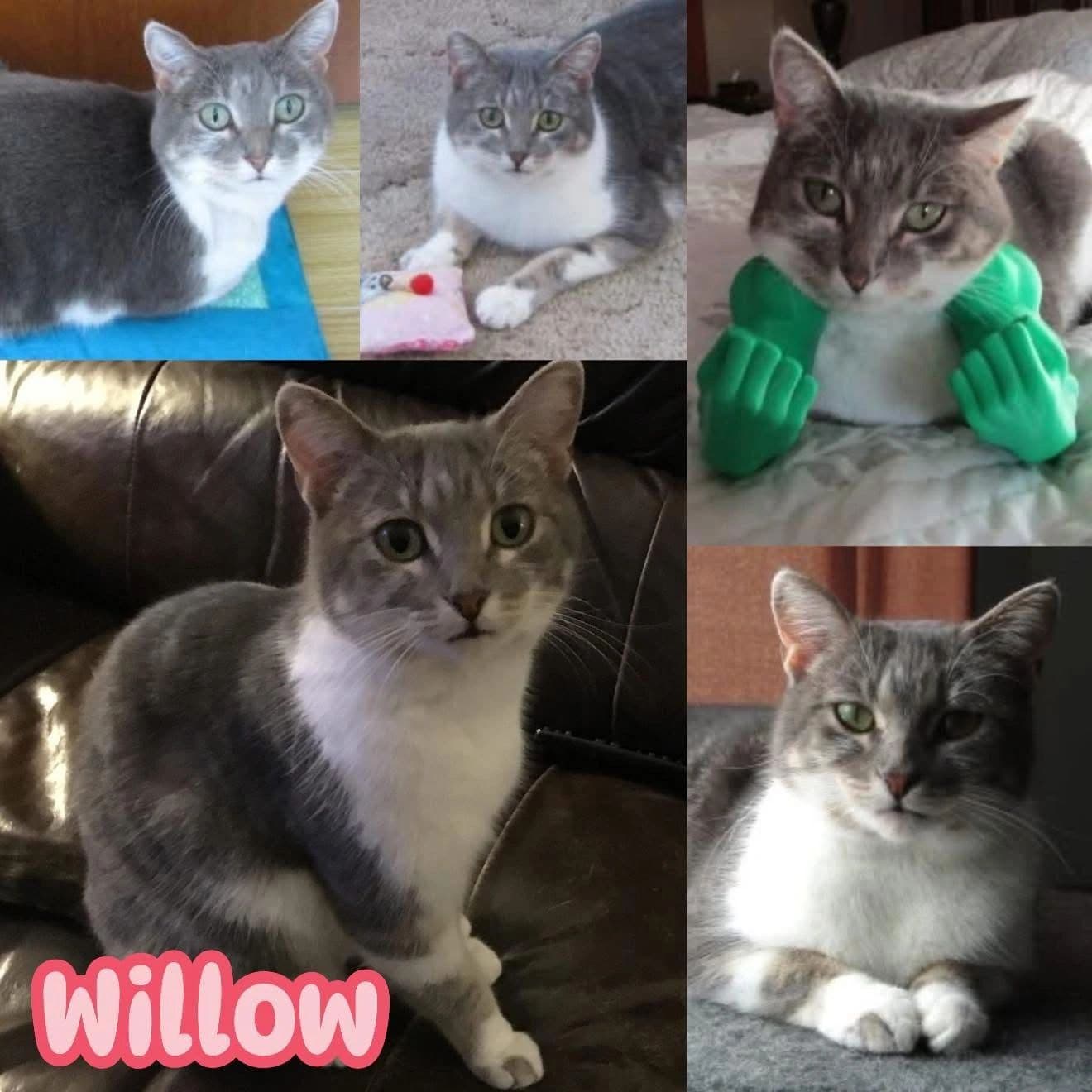 Willow - Domestic Short Hair cat available for adoption at Tails of Freedom Rescue in Winnipeg