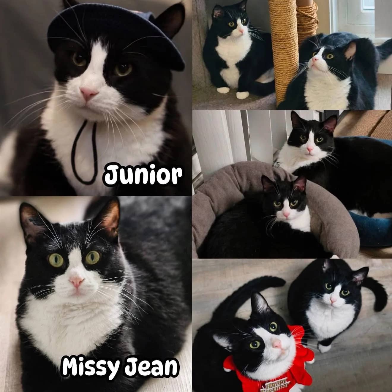 Junior & Missy Jean - Domestic Shorthair cat available for adoption at Tails of Freedom Rescue in Winnipeg