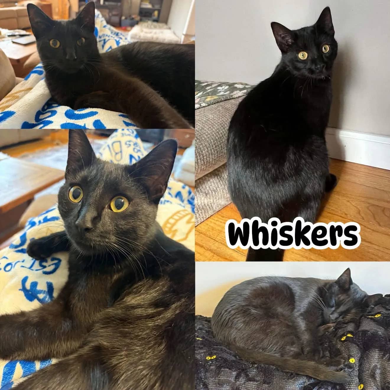 Whiskers - Domestic Short Hair cat available for adoption at Tails of Freedom Rescue in Winnipeg