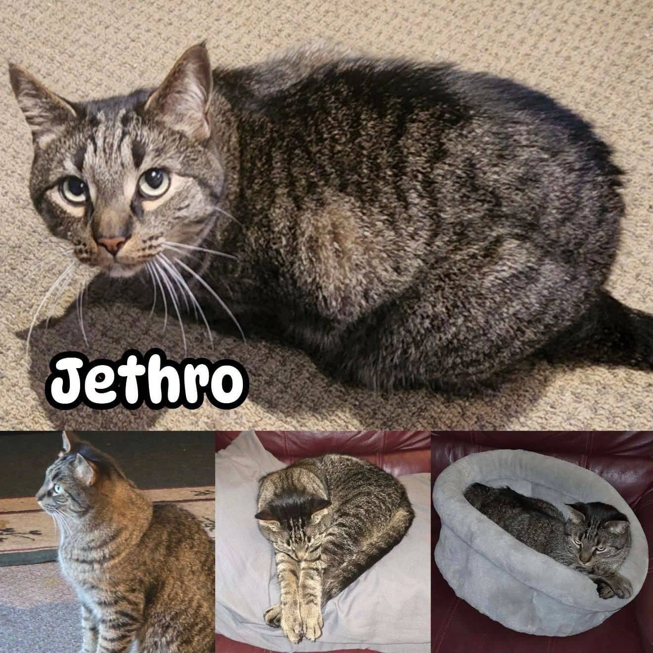 Jethro In-Store Pet Valu Reenders - Domestic Short Hair cat available for adoption at Tails of Freedom Rescue in Winnipeg