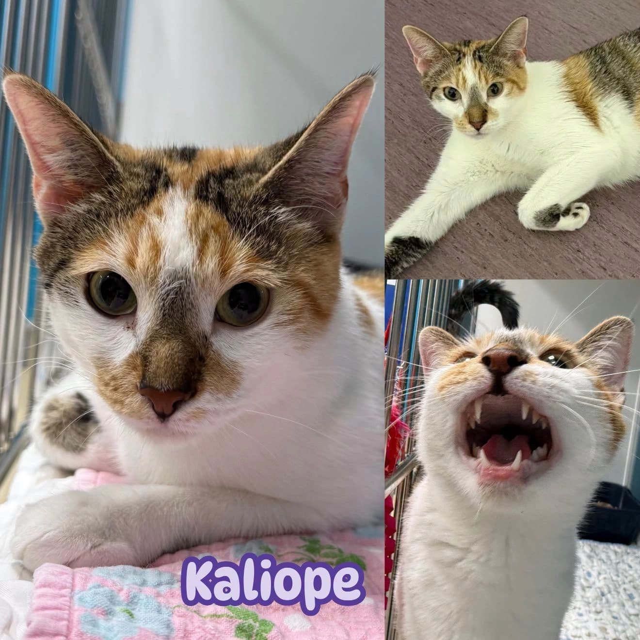 Kaliope - Domestic Short Hair cat available for adoption at Tails of Freedom Rescue in Winnipeg