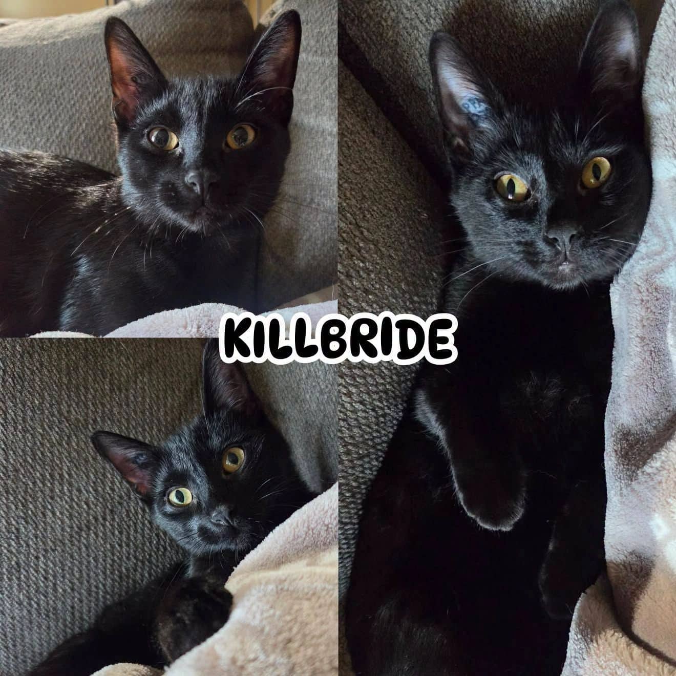 Kilbride - Domestic Short Hair cat available for adoption at Tails of Freedom Rescue in Winnipeg