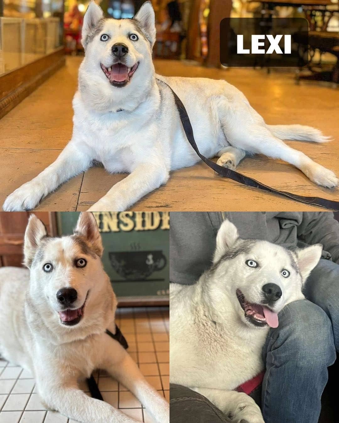 Lexi - Siberian Husky available for adoption