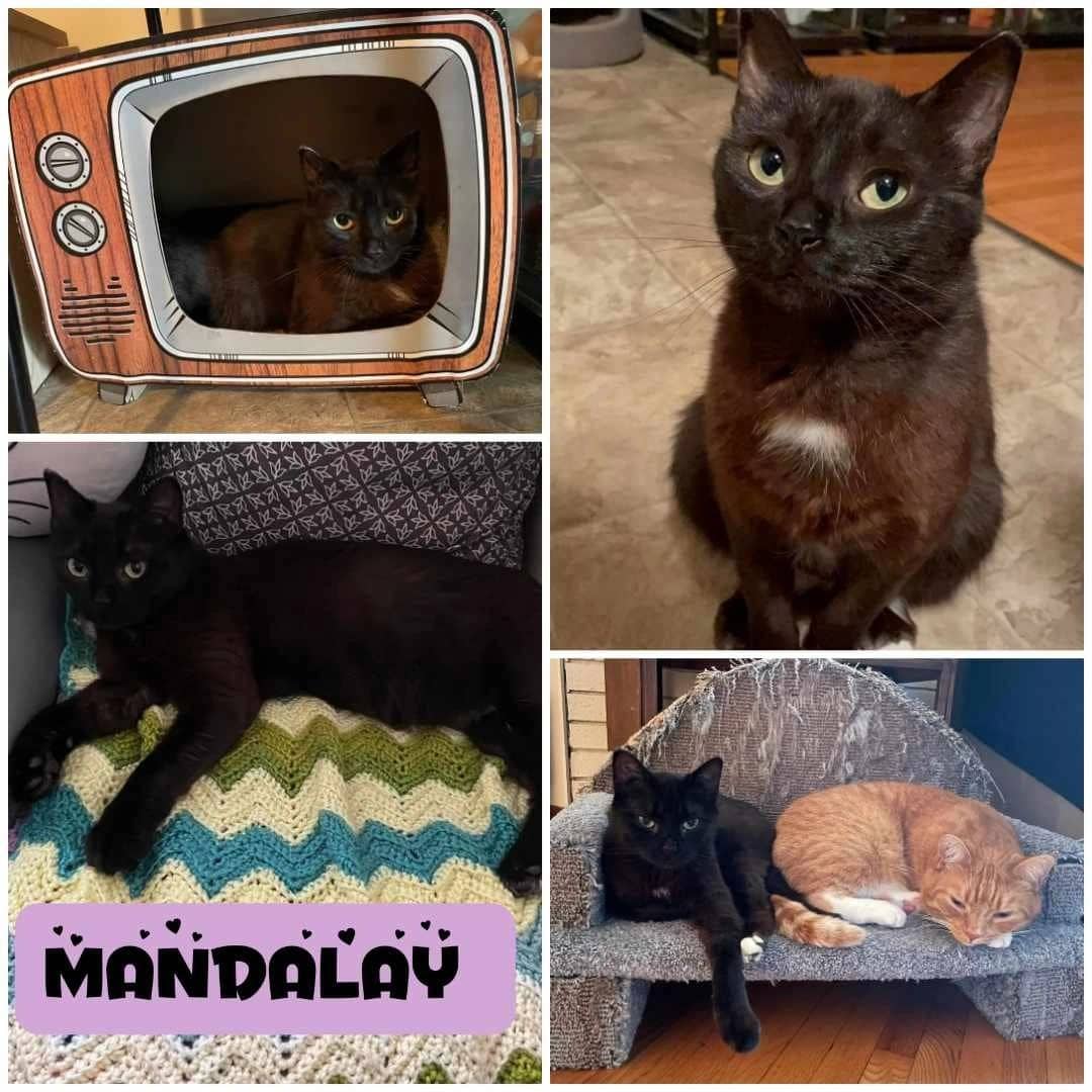 Mandalay - Domestic Short Hair available for adoption