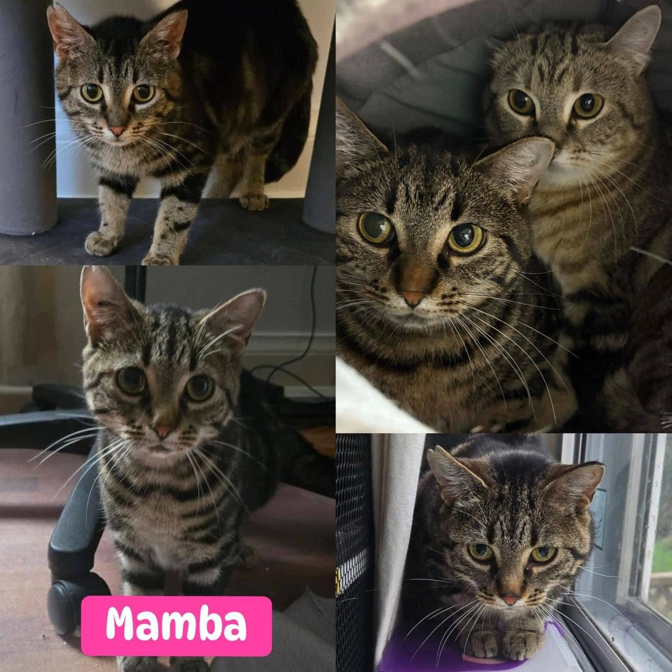 Mamba - Domestic Shorthair available for adoption