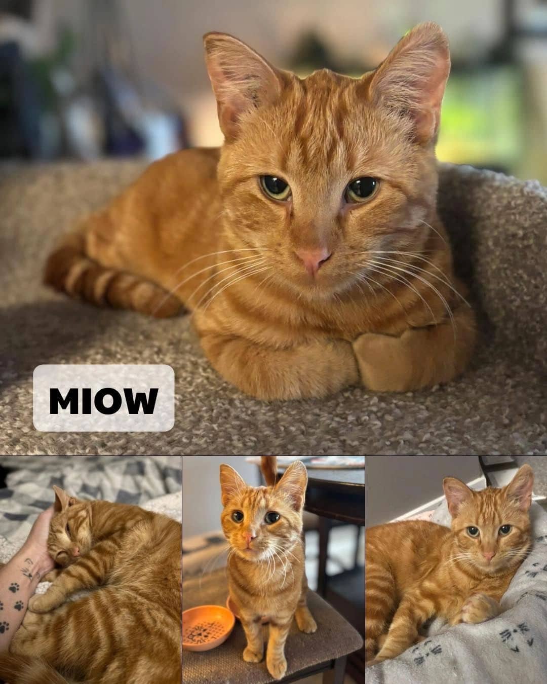Miow - Domestic Short Hair available for adoption