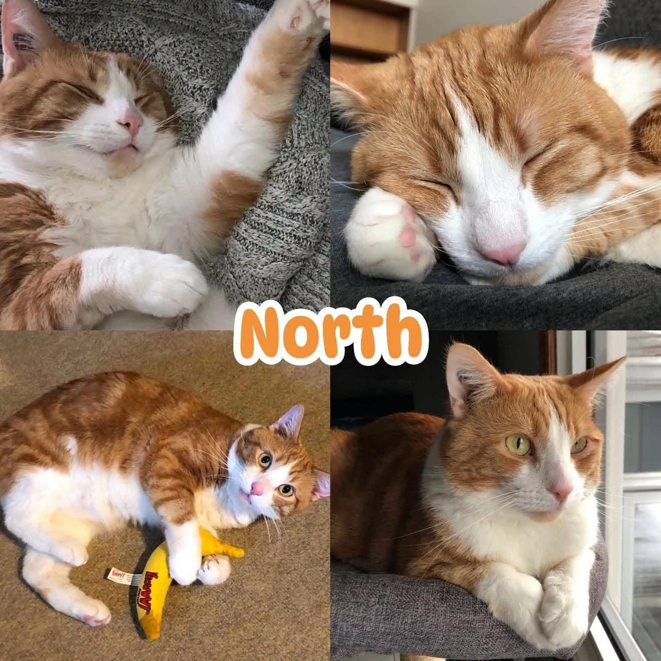 North - Domestic Short Hair available for adoption