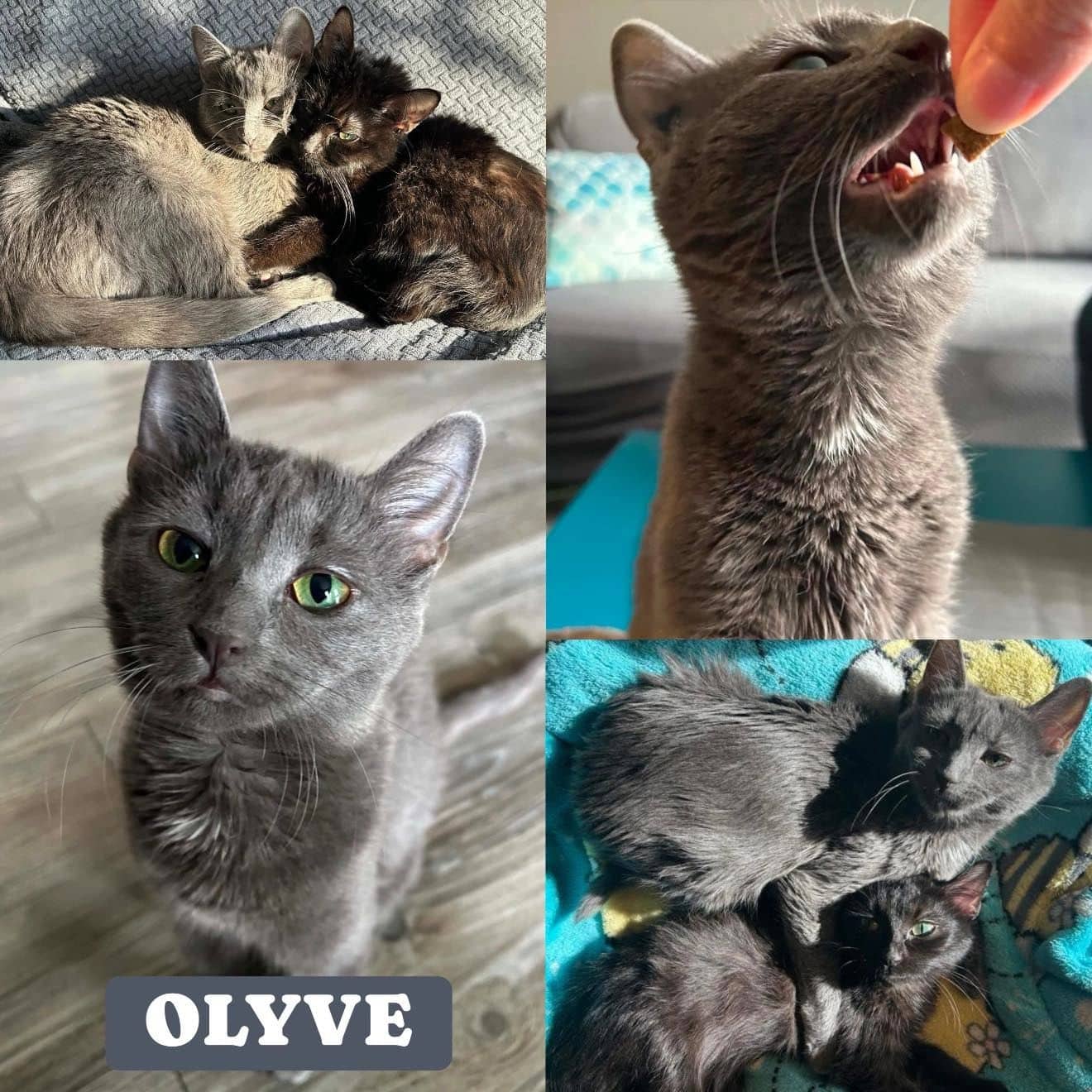 Olyve - Domestic Short Hair available for adoption