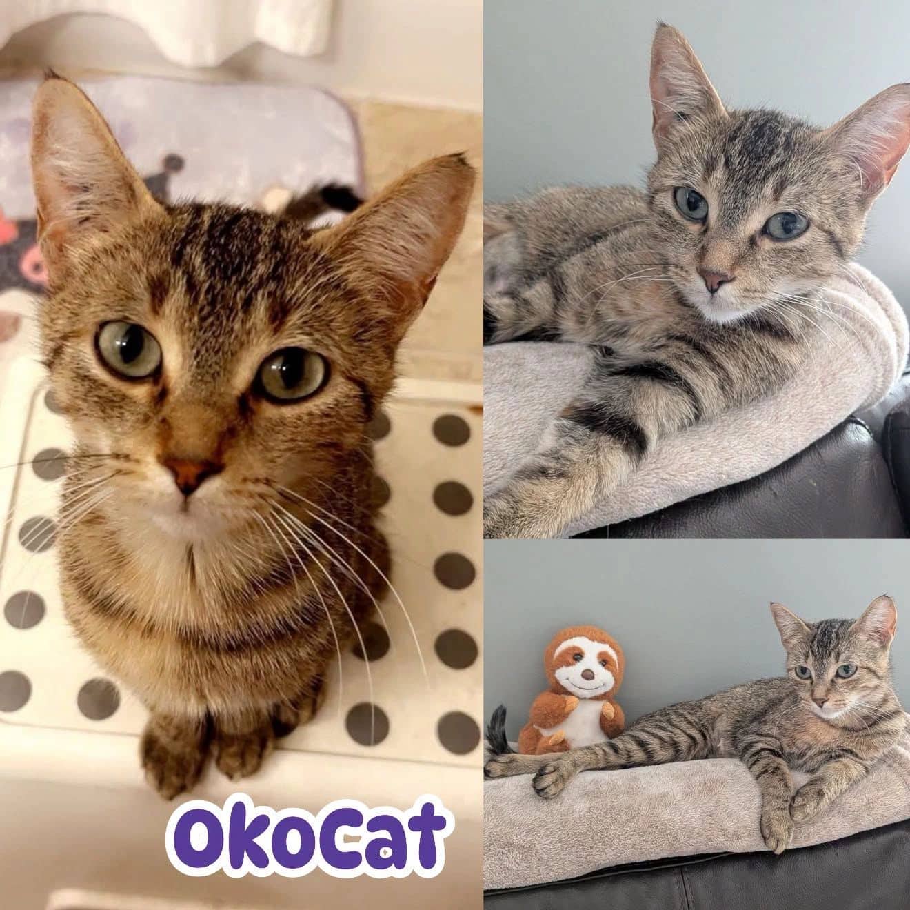 Okocat - Domestic Short Hair cat available for adoption at Tails of Freedom Rescue in Winnipeg