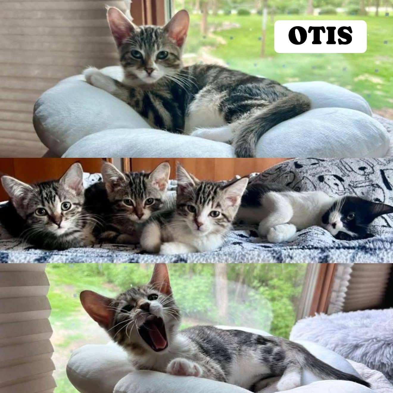 Otis - Domestic Short Hair available for adoption