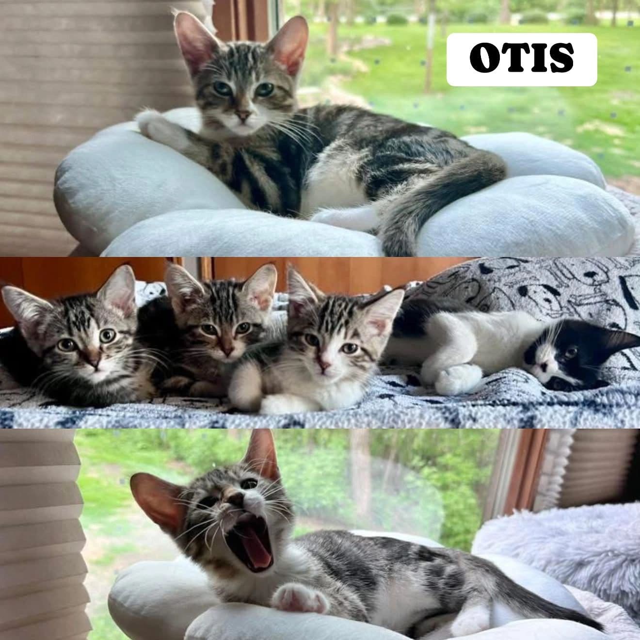 Otis - Domestic Short Hair available for adoption