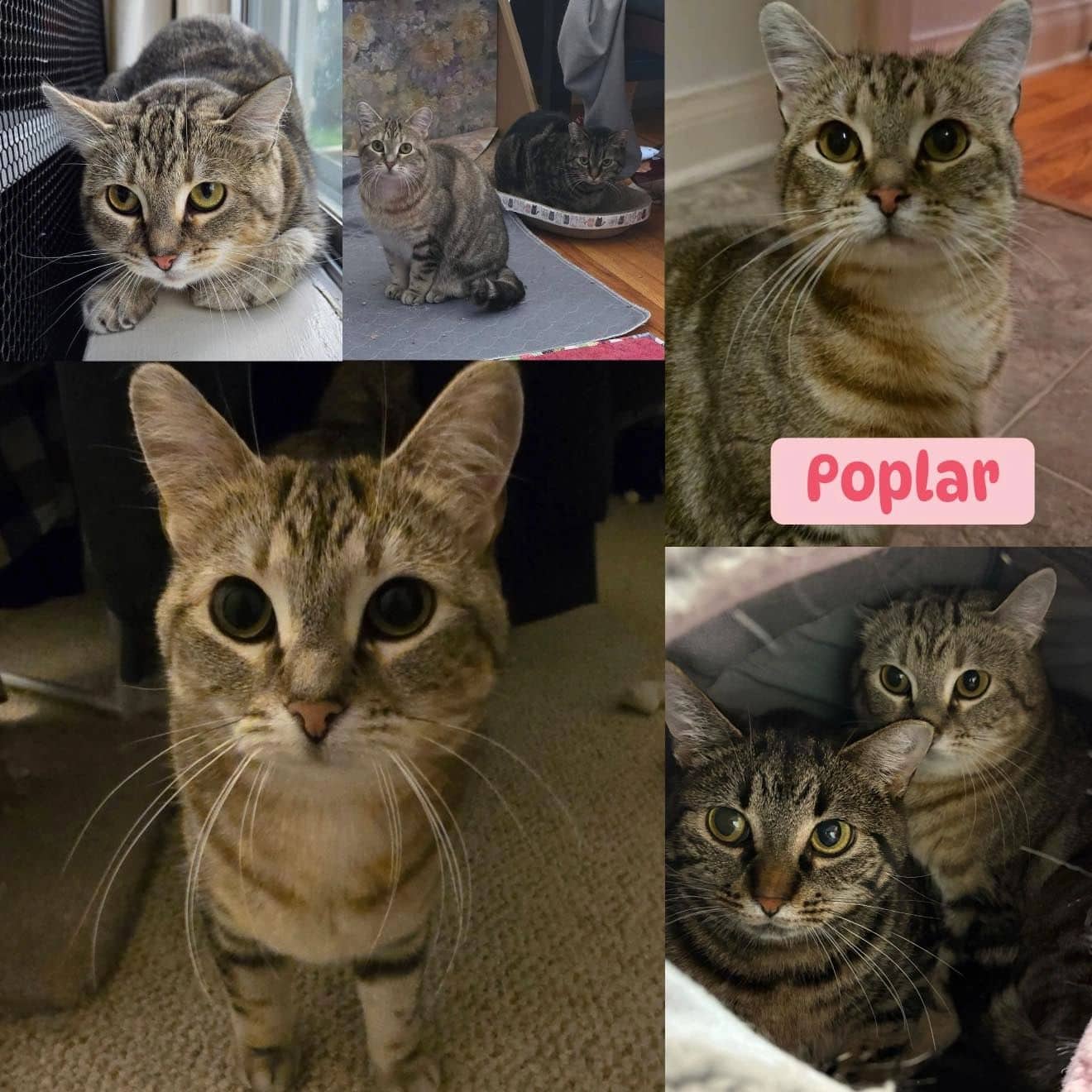 Poplar - Domestic Shorthair available for adoption
