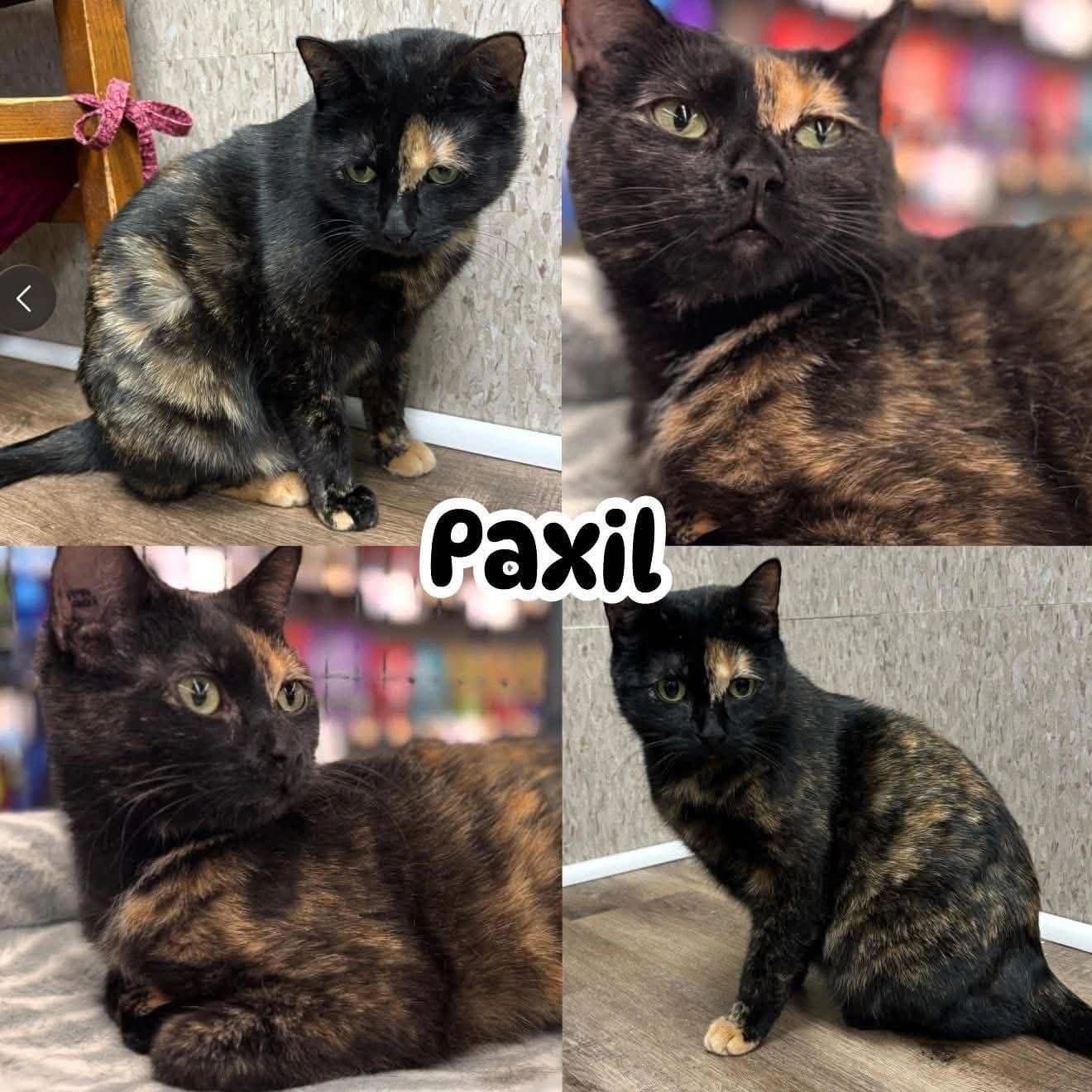 Paxil In-Store At Pet Valu St. Annes Road - Domestic Short Hair available for adoption
