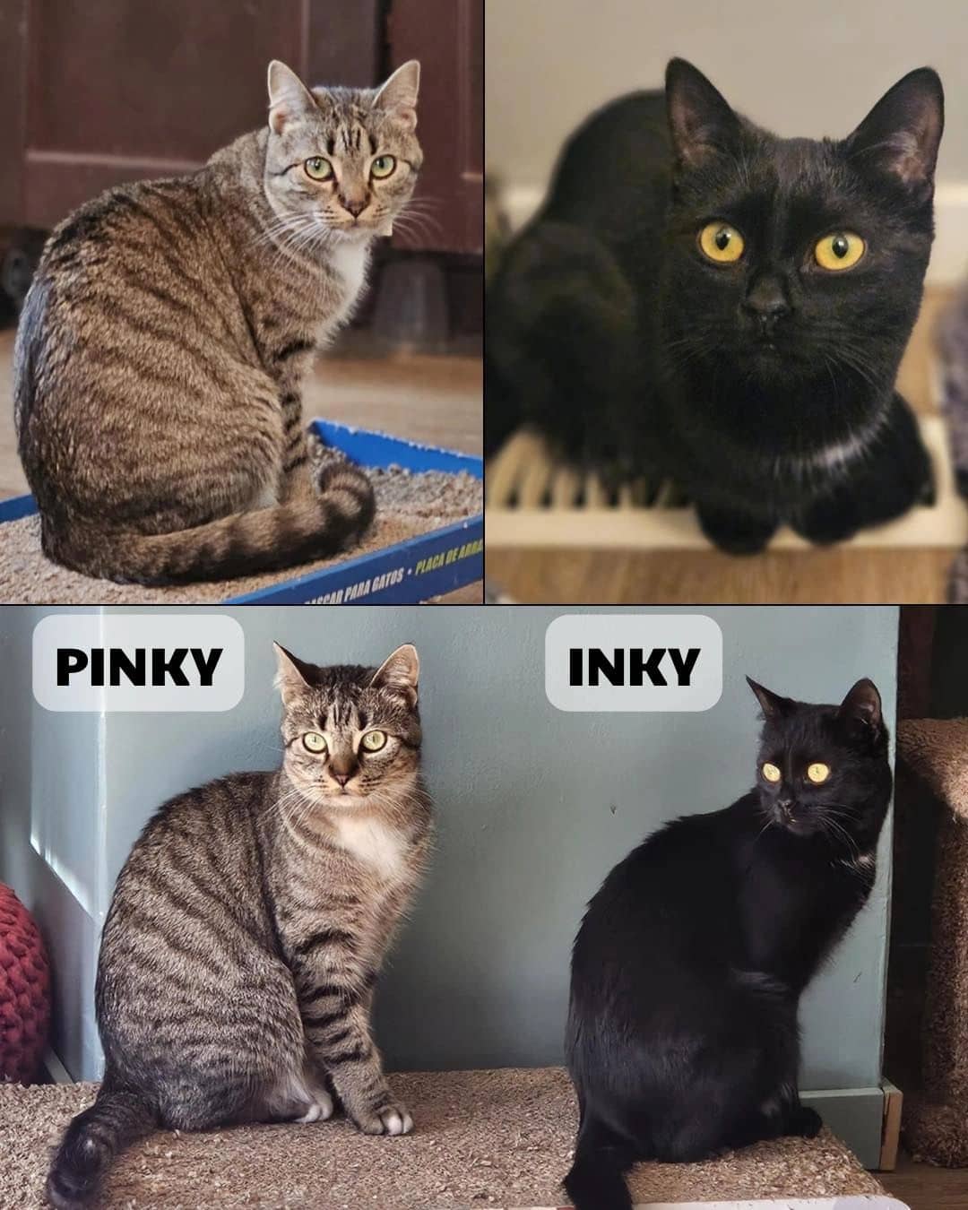 Pinky & Inky - Domestic Short Hair available for adoption