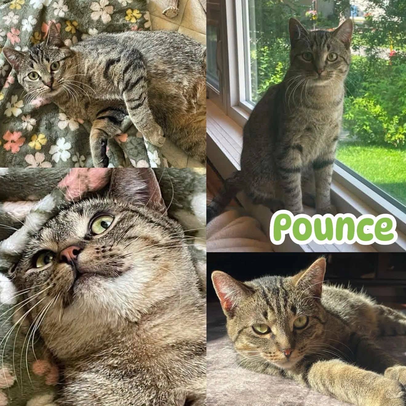Pounce - Domestic Short Hair Nickname(s): Pouncy pounce sweetie pie, Occupation: Professional Mischief Maker & Household Explorer Personality cat available for adoption at Tails of Freedom Rescue in Winnipeg