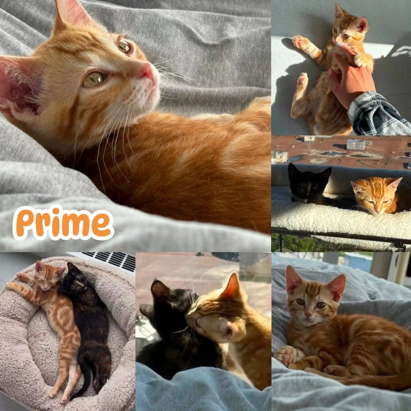 Prime - Domestic Short Hair available for adoption
