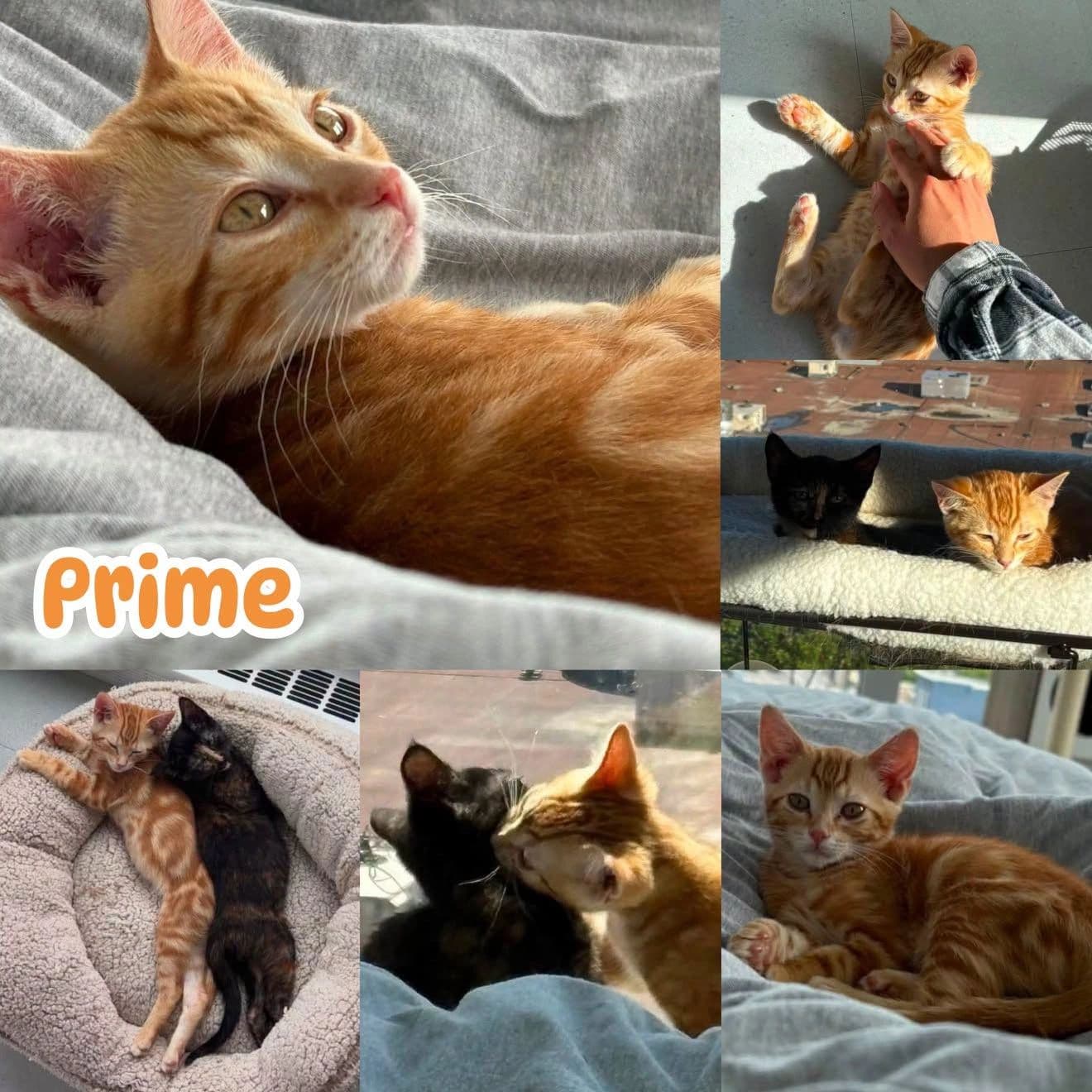 Prime - Domestic Short Hair cat available for adoption at Tails of Freedom Rescue in Winnipeg