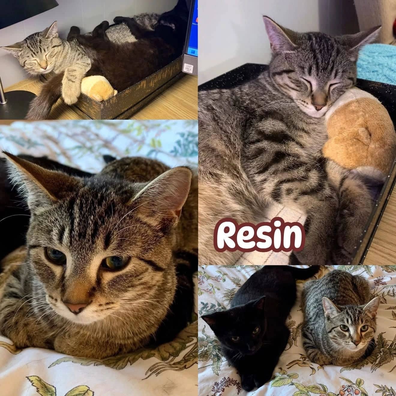 Resin - Domestic Short Hair available for adoption