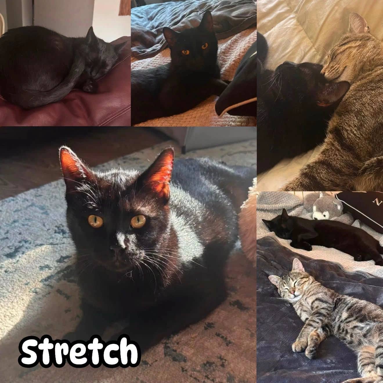 Stretch - Domestic Short Hair available for adoption